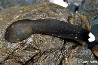 Coastal Tailed Frog tadpole