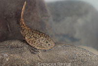 Coastal Tailed Frog