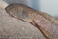 Coastal Tailed Frog