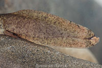 Coastal Tailed Frog