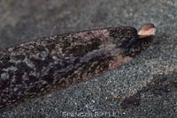 Coastal Tailed Frog