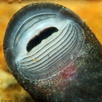 Coastal Tailed Frog tadpole