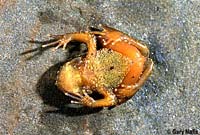 Coastal Tailed Frog