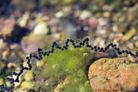 Rocky mountain toad tadpoles