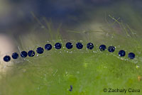 Rocky mountain toad tadpoles