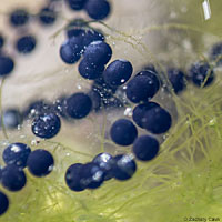 Rocky mountain toad tadpoles