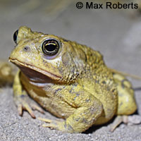 foothill yellow-legged frog