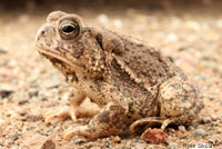 Rocky mountain toad