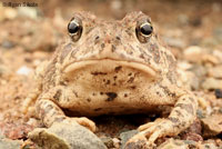 Rocky mountain toad