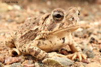 Rocky mountain toad