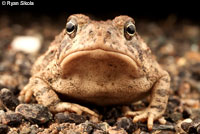 Rocky mountain toad