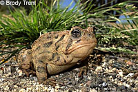 Rocky mountain toad