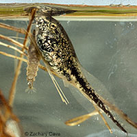 Rocky mountain toad tadpoles