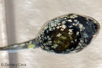 Rocky mountain toad tadpoles