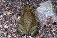 sonoran desert toad