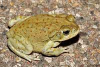 sonoran desert toad