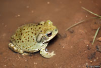 sonoran desert toad