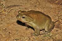 sonoran desert toad