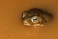 sonoran desert toad