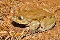 sonoran desert toad