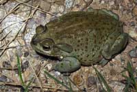 sonoran desert toad