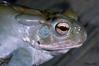 sonoran desert toad