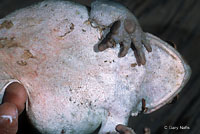 sonoran desert toad