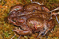 Boreal Toad