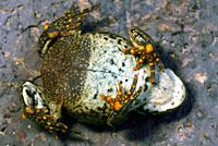 Boreal Toad