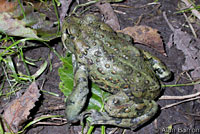 boreal toad