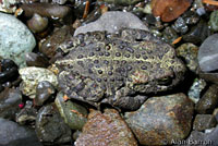 boreal toad