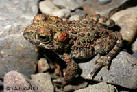 boreal toad