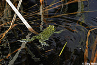 boreal toad