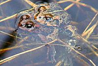 boreal toad