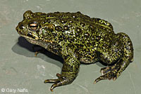 boreal toad