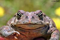 boreal toad