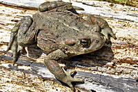 boreal toad