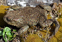 boreal toad