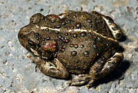 Boreal Toad