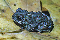 boreal toad