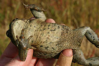 boreal toad