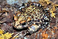 Boreal Toad