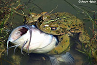 california toad