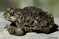 california toad