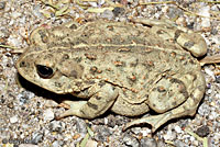 california toad