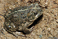 california toad