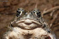 california toad