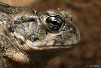 california toad