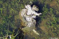 california toad