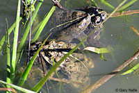 california toad